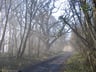 Bois des beurons 16 02 13 8